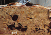 Terrine de sanglier aux myrtilles terminer