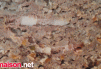 Terrine de sanglier Terminer